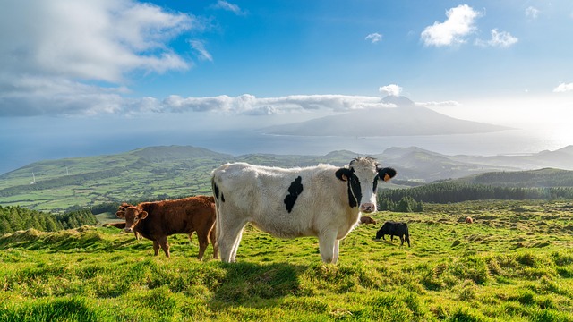 real estate azores Portugal